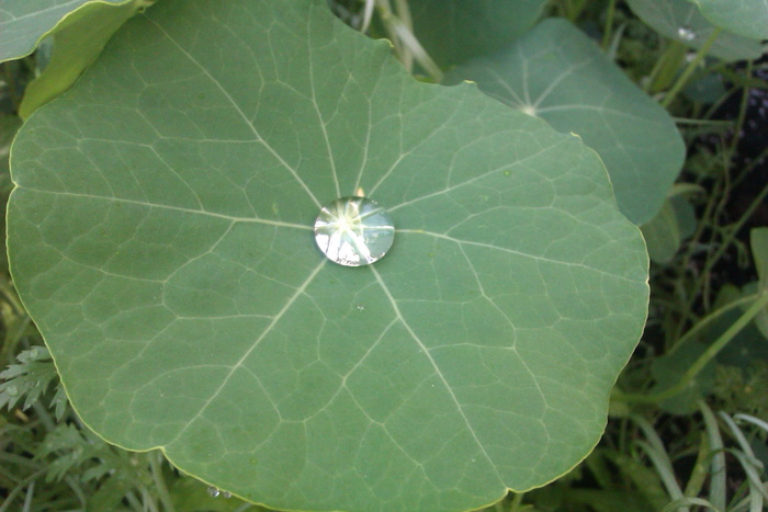 露水，水芹，水滴，露珠，绿色，水，特写，植物部分
