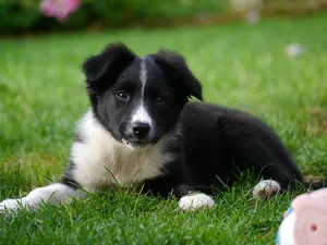 白色，黑色，边境牧羊犬小狗，边境牧羊犬，小狗，狗，狗，一只动物