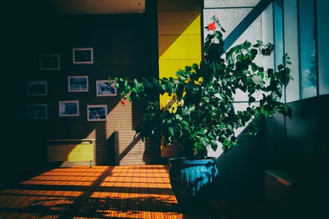 建筑，建筑，室内，室内，植物，房子，客厅，阴影