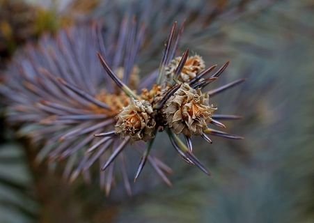 布拉德，花，花序，特写，植物，自然，关注前景，没有人