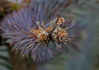 布拉德，花，花序，特写，植物，自然，关注前景，没有人