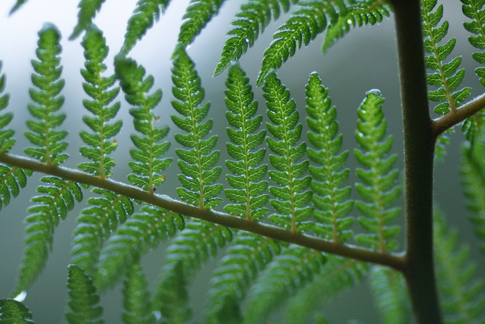 绿叶特写照片