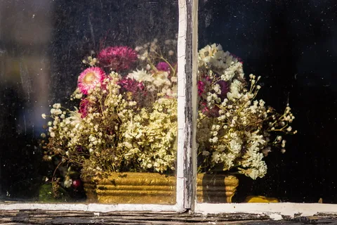 窗边花盆里的花