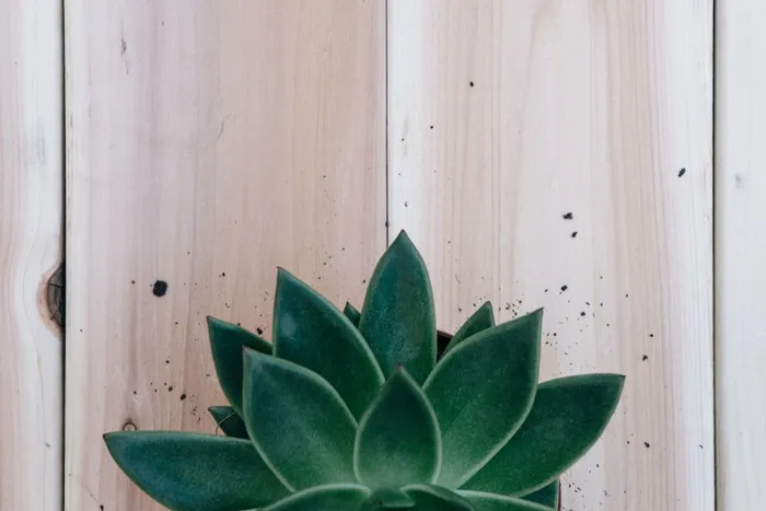 木质表面多汁植物的特写照片