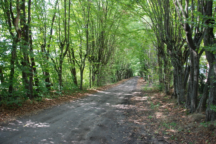 波德拉斯基，突破，路径，道路，森林，自然，树木，人行道