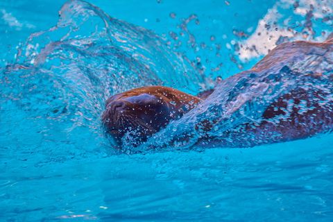 密封, 波, 游泳, 盛装舞步, 水, 哺乳动物, 驯服, 命令