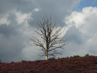 黑，孤独的树，自然，威胁的天空，荷兰，田野，风景，云天