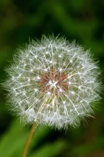 蒲公英,孢子,植物,蒲公英孢子,花,脆弱,生长,柔软 蒲公英,孢子,植物,蒲公英孢子,花,脆弱,生长,柔软