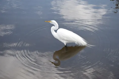 白鹭,白鹭,白色,涉水,鸟,湖,东湖,基西米 白鹭,白鹭,白色,涉水,鸟,湖,东湖,基西米