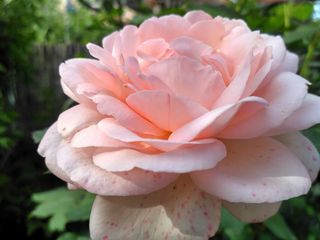 玫瑰，粉色，夏花，粉色玫瑰，花瓣，花，植物，vicky