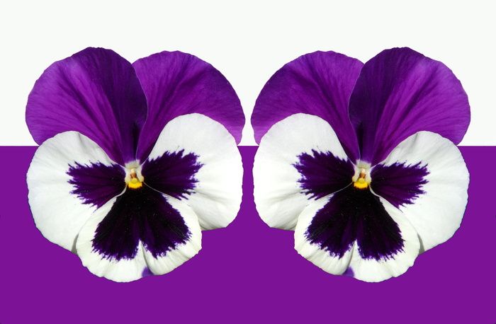 紫色，白色，花，三色堇，紫色，光，开花，开花