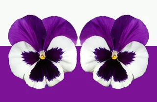 紫色，白色，花，三色堇，紫色，光，开花，开花