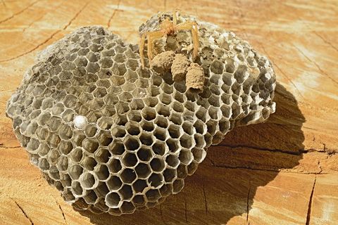 黄蜂巢，真空，蜘蛛，eumêne，民意测验，黄蜂陶工，蜂巢，六边形