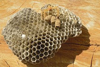 黄蜂巢，真空，蜘蛛，eumêne，民意测验，黄蜂陶工，蜂巢，六边形