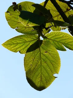 毛茸茸的,雪球,叶子,灌木,毛茸茸的雪球,马缨子荚属,金盏花科,观赏植物 毛茸茸的,雪球,叶子,灌木,毛茸茸的雪球,马缨子荚属,金盏花科,观赏植物
