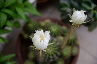 植物，花，花梨花，开花植物，新鲜，自然美，花瓣，白色