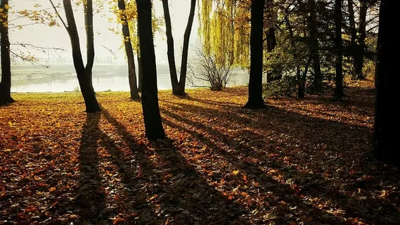 光，城市，风景，自然，秋天，秋天的颜色，秋叶，日光