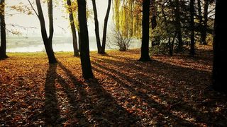 光，城市，风景，自然，秋天，秋天的颜色，秋叶，日光