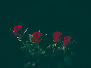 特写照片，红，玫瑰，花，花，花瓣，盛开，花园