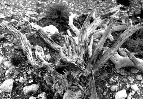 浮木的灰度摄影