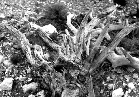 浮木的灰度摄影