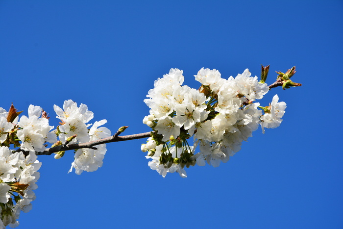 樱桃, 花, 枝, 春天, 自然, 春天的花朵, 花园, 宏
