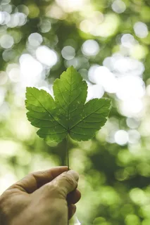 拿着绿色掌状叶子的人,背景是波基人 拿着绿色掌状叶子的人,背景是波基人