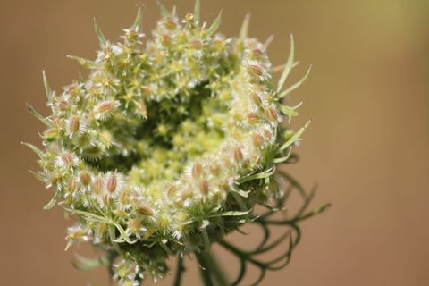 花，蜜蜂友好，蜜蜂，有趣，自然，多毛，植物，没有人