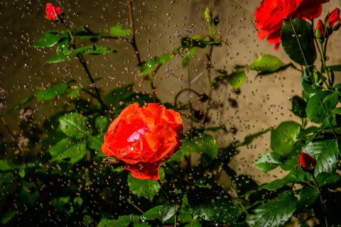 玫瑰、花朵、hss、浪漫、植物、水滴、水、湿