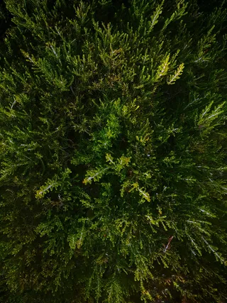 植物，生长，绿色，树木，没有人，自然，美丽的自然，完整的框架