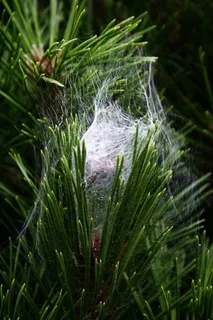 德国，bad pyrmont，蜘蛛，自然，蜘蛛网，绿色，植物，室外