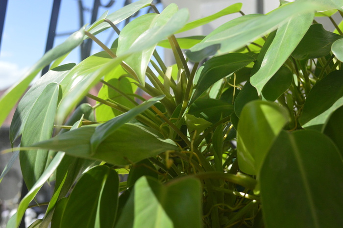 菲律宾, Heartleaf 喜林, 平静, heartleaf, 茎, 喜林, 自然, 绿色