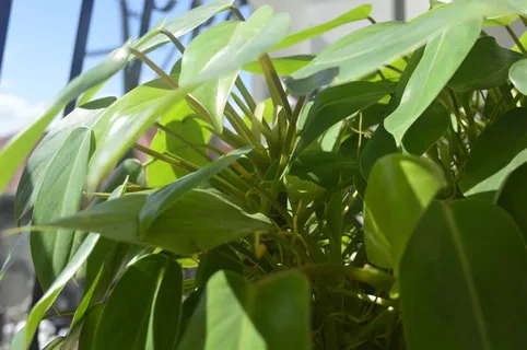 菲律宾, Heartleaf 喜林, 平静, heartleaf, 茎, 喜林, 自然, 绿色 菲律宾, Heartleaf 喜林, 平静, heartleaf, 茎, 喜林, 自然, 绿色