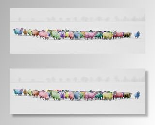 羊群，羊，彩色，彩色，彩虹，潘通，多色，冬季