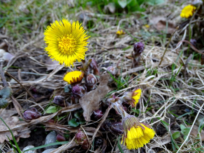 tussilago farfara, 花, 黄色, 早布卢默, 春天, 开花, 止咳药