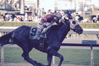 圣安妮塔公园, 美国, 阿卡迪亚, 尾巴, 面具, 星期一, 品种, 纯面包