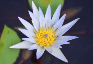 水礼来，白，礼来，白水，白水礼来，水礼来与黄，水，花