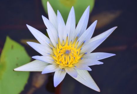 水礼来,白,礼来,白水,白水礼来,水礼来与黄,水,花 水礼来,白,礼来,白水,白水礼来,水礼来与黄,水,花