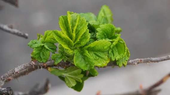 叶子,植物,自然,仁川,避风港,海岸码头,绿色,食物和饮料 叶子,植物,自然,仁川,避风港,海岸码头,绿色,食物和饮料