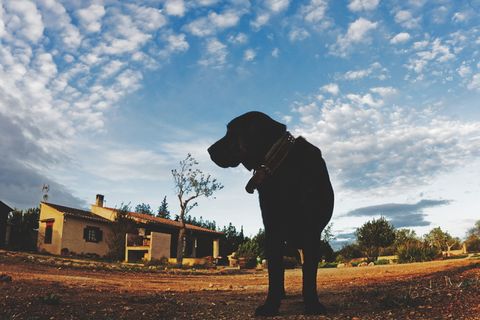 西班牙、马略卡岛、豪斯、蓝色、狗、云、颜色、拉布拉多