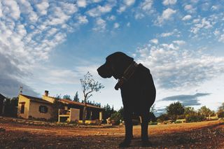 西班牙、马略卡岛、豪斯、蓝色、狗、云、颜色、拉布拉多