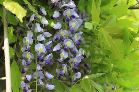 藤,藤花,春天,自然之美,生长,花,植物,开花植物 藤,藤花,春天,自然之美,生长,花,植物,开花植物