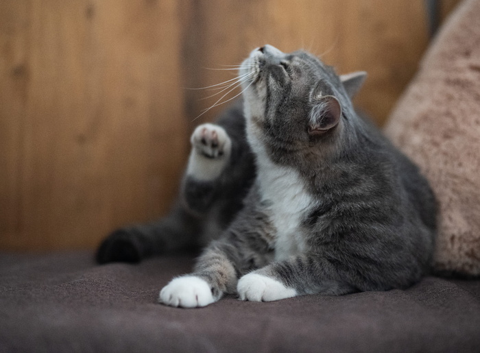 猫的选择性聚焦照片