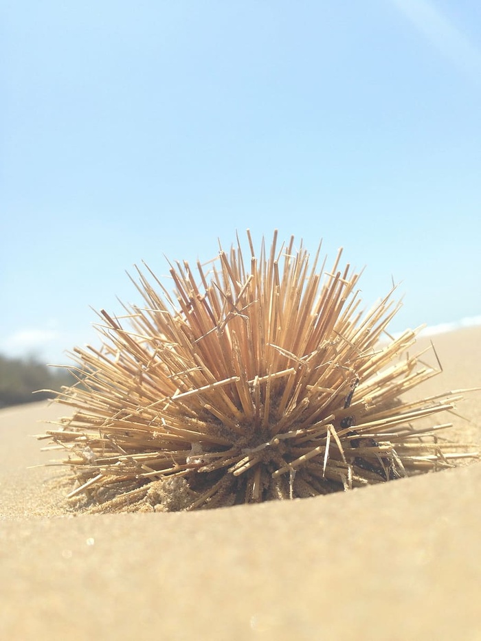 海滩，沙漠，沙子，灌木，自然，天空，夏天，植物