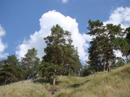 坡、自下、松、天、云、夏、节歌、代管