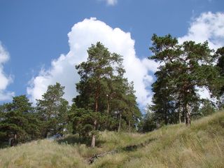 坡、自下、松、天、云、夏、节歌、代管