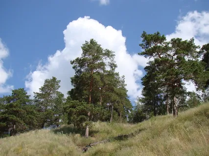 坡、自下、松、天、云、夏、节歌、代管 坡、自下、松、天、云、夏、节歌、代管