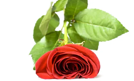 玫瑰、红色、白色、花朵、特写、孤立、装饰、花蕾