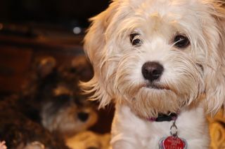 狗，小狗，忠诚，动物，家庭成员，宠物，宠物，小狗