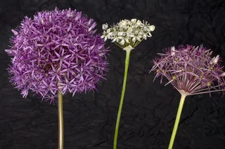 花朵，开花，开花，装饰性洋葱，粉色，白色，春天，花朵